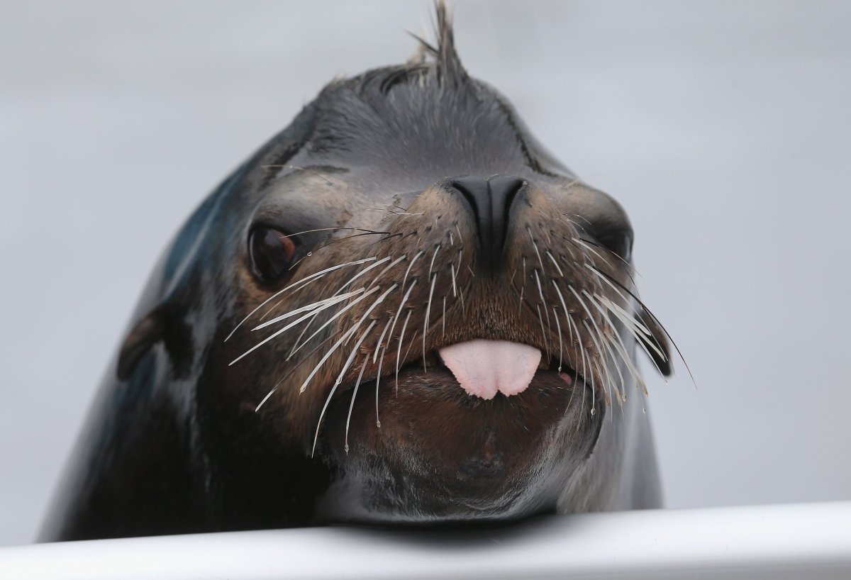 Морские львы