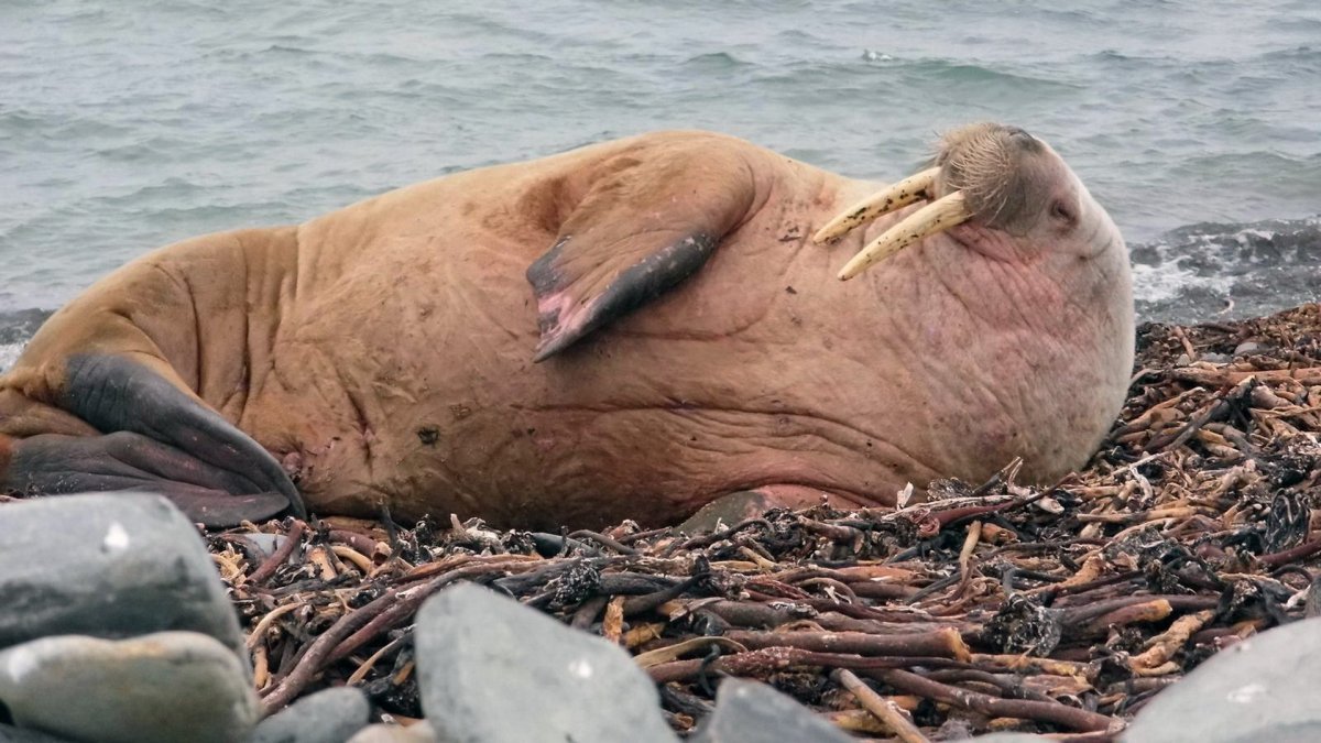 Ластоногие моржи