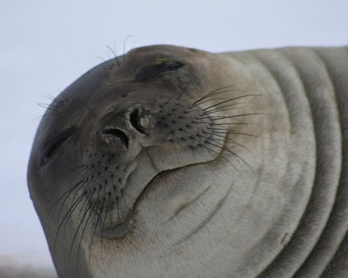 Улыбчивый тюлень