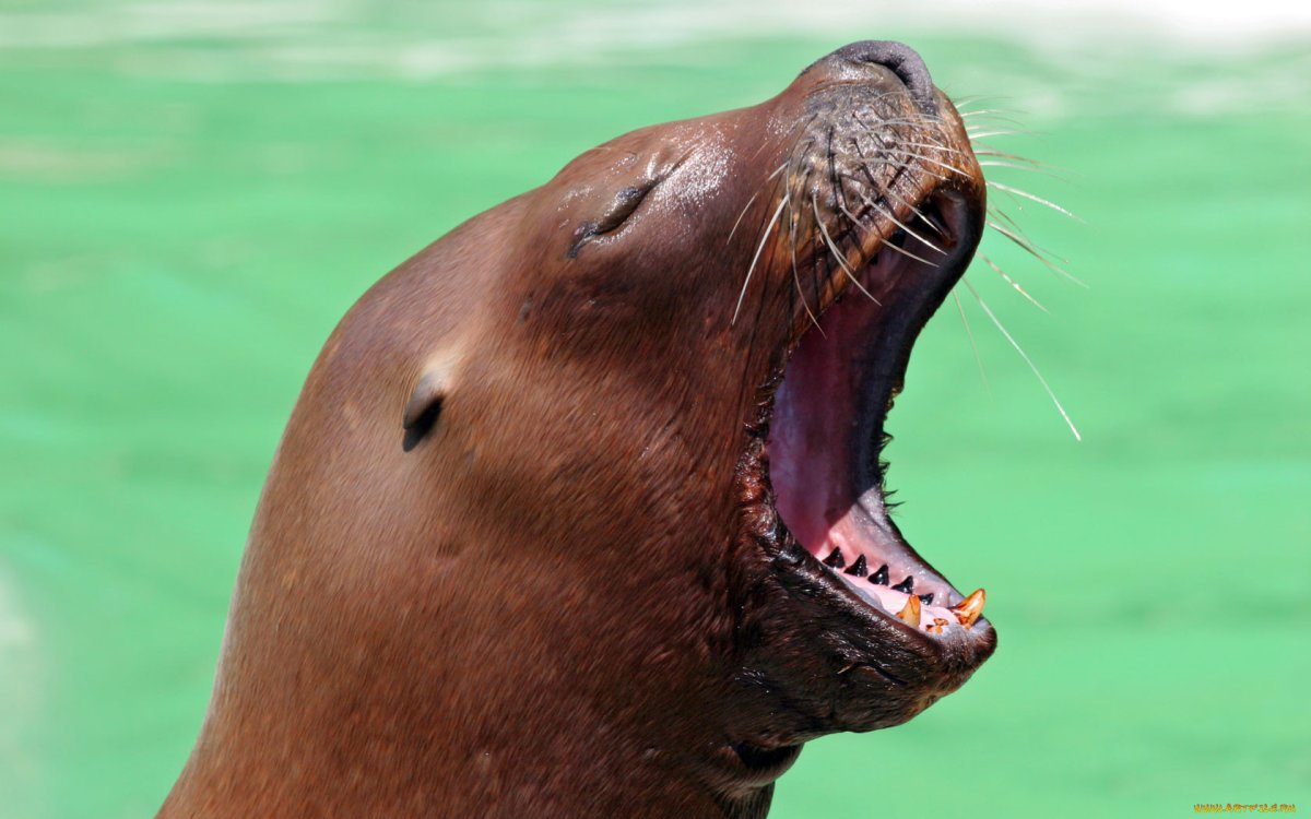 Морские львы