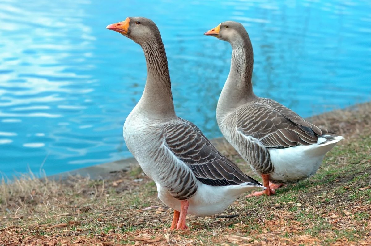 Порода гусей Гергуль