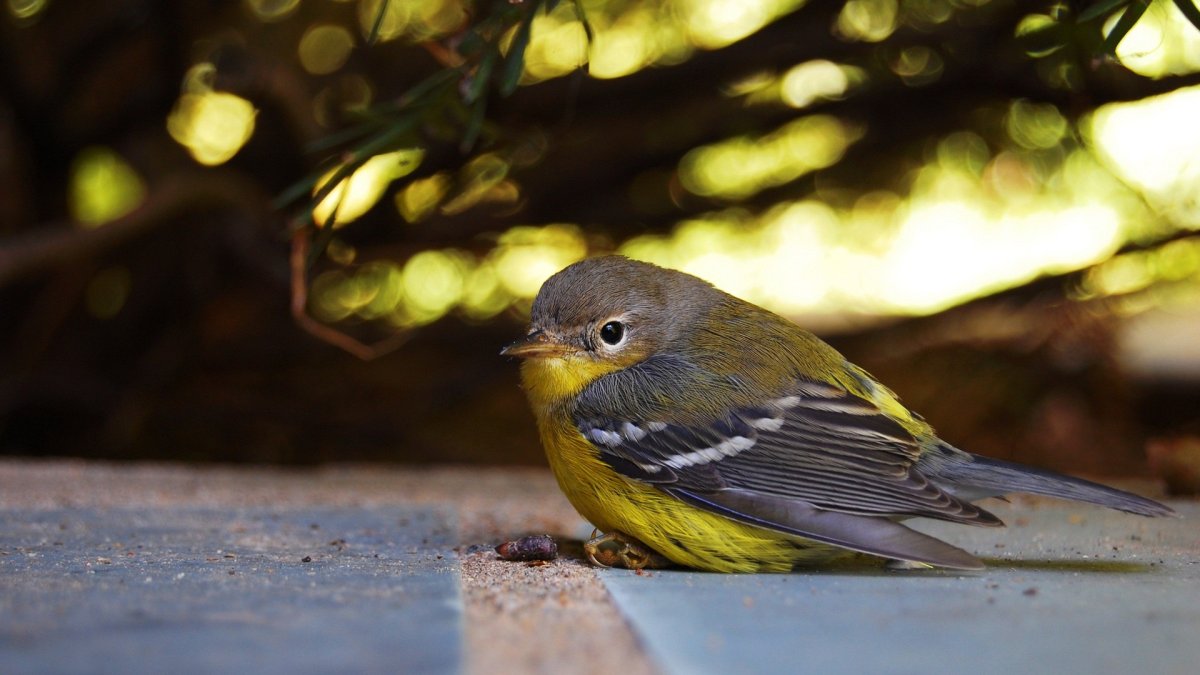 Птичка c желтым животиком