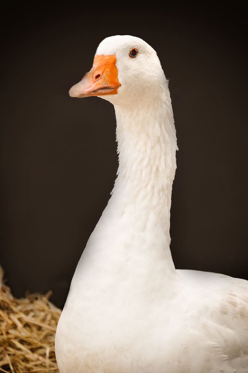 Белый Гусь