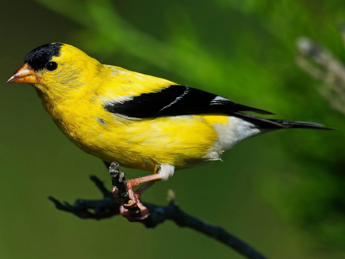 Щеглы Вьюрковые