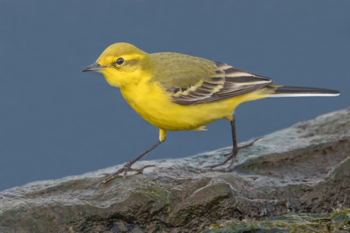 Птичка с желтым брюшком