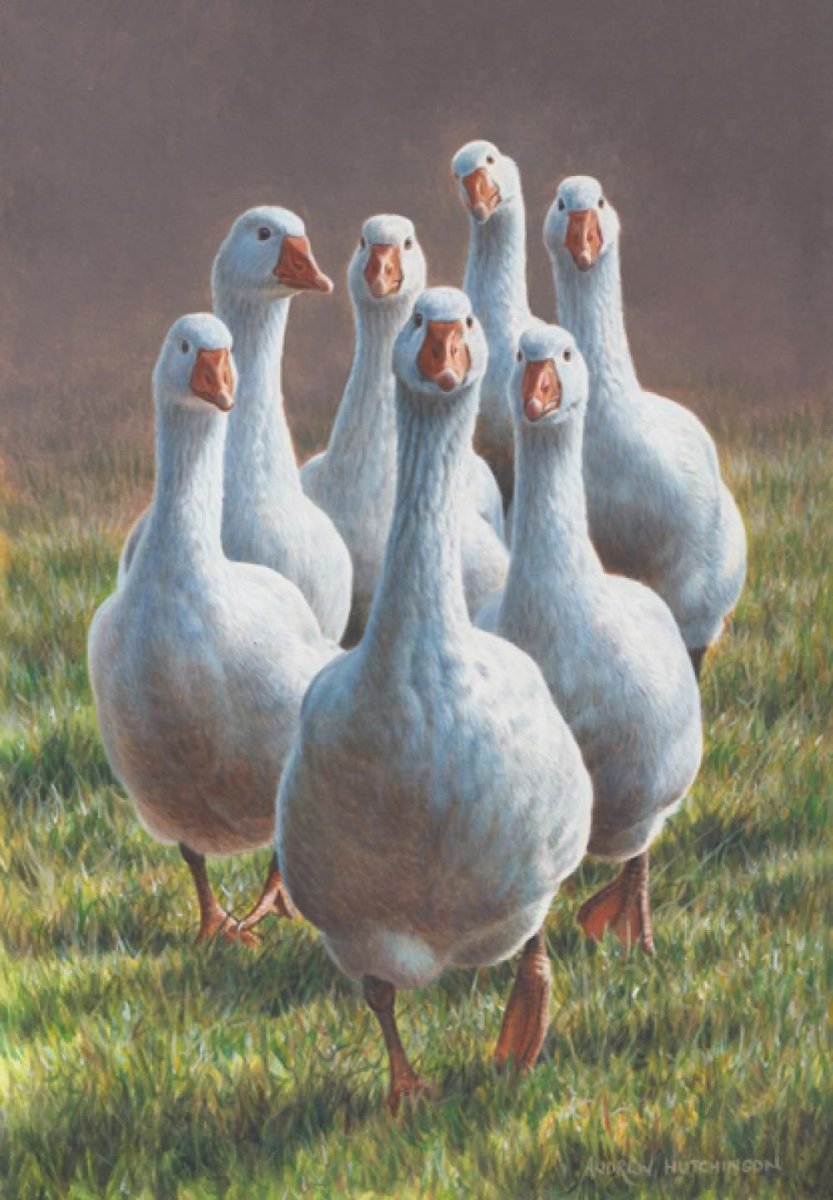Эндрю Хатчинсон птицы живопись