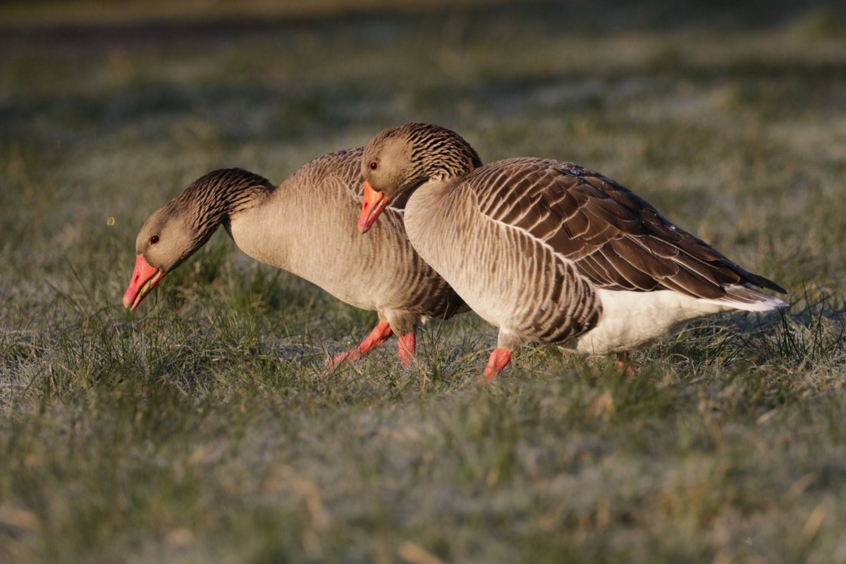 Гуси серые маленькие