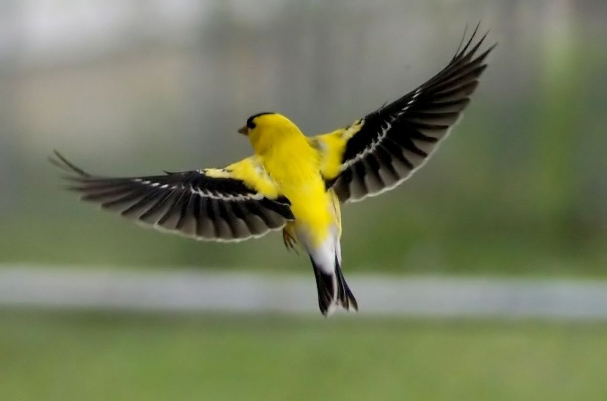 American Goldfinch птица