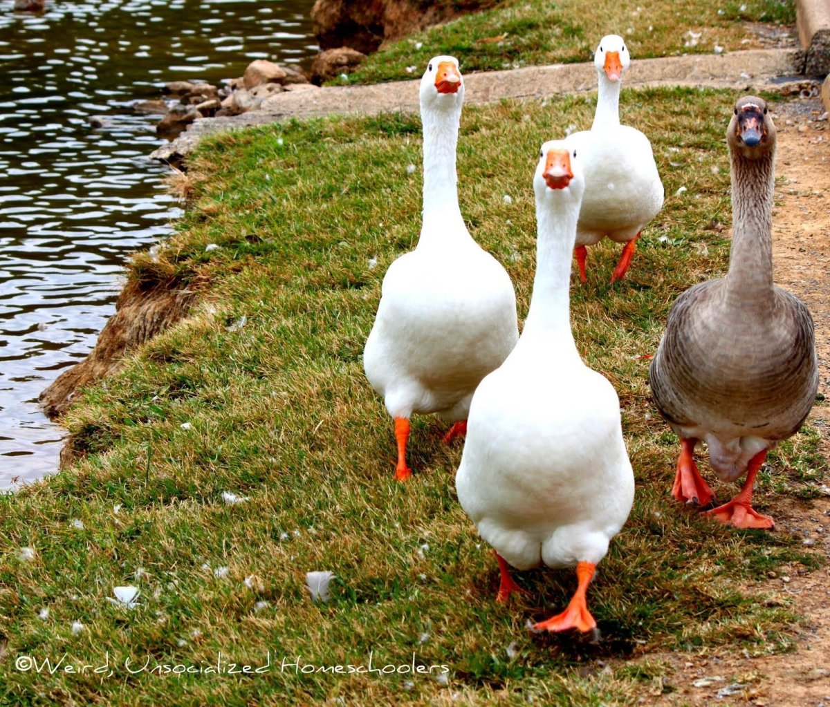Гусь спереди