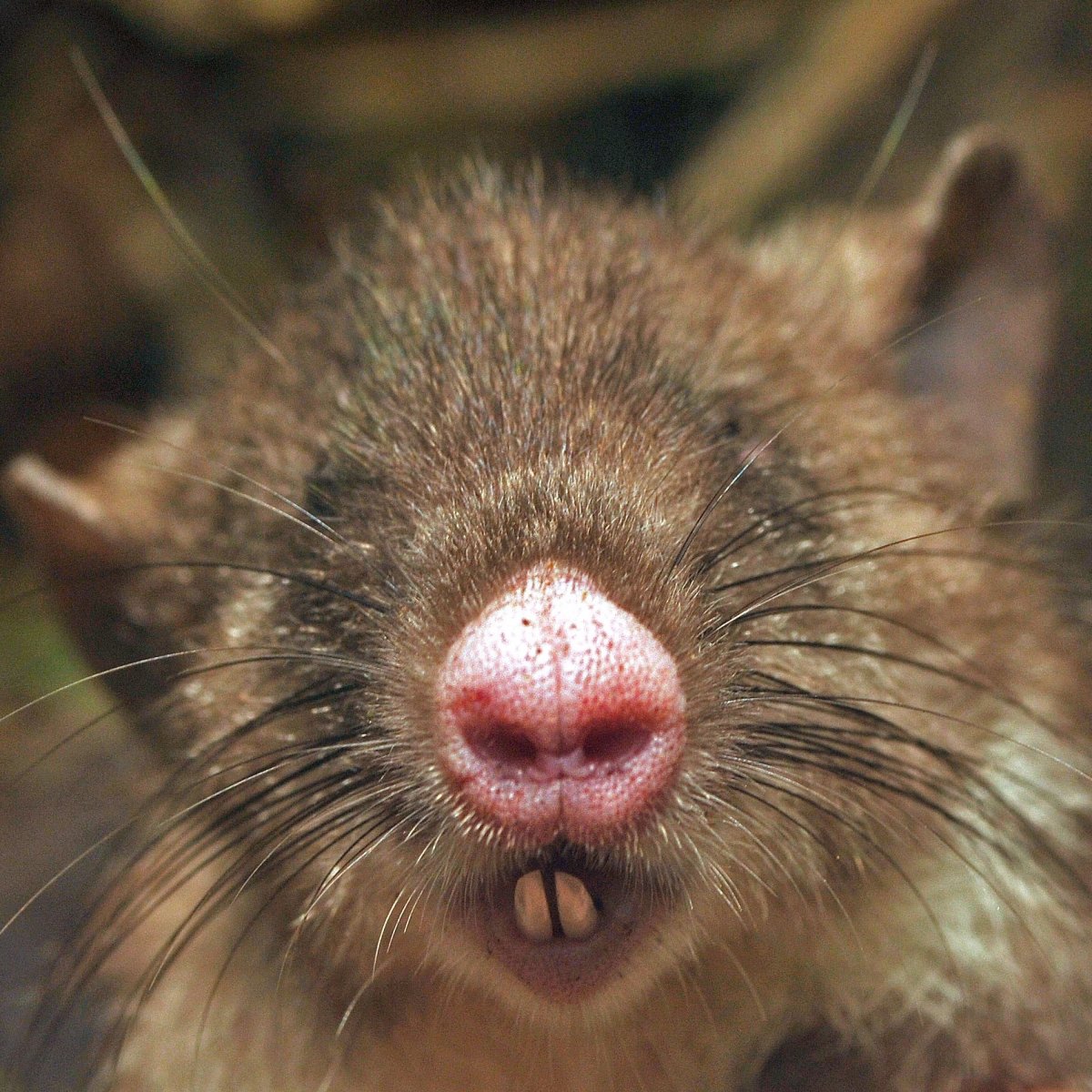 Землеройковые крысы