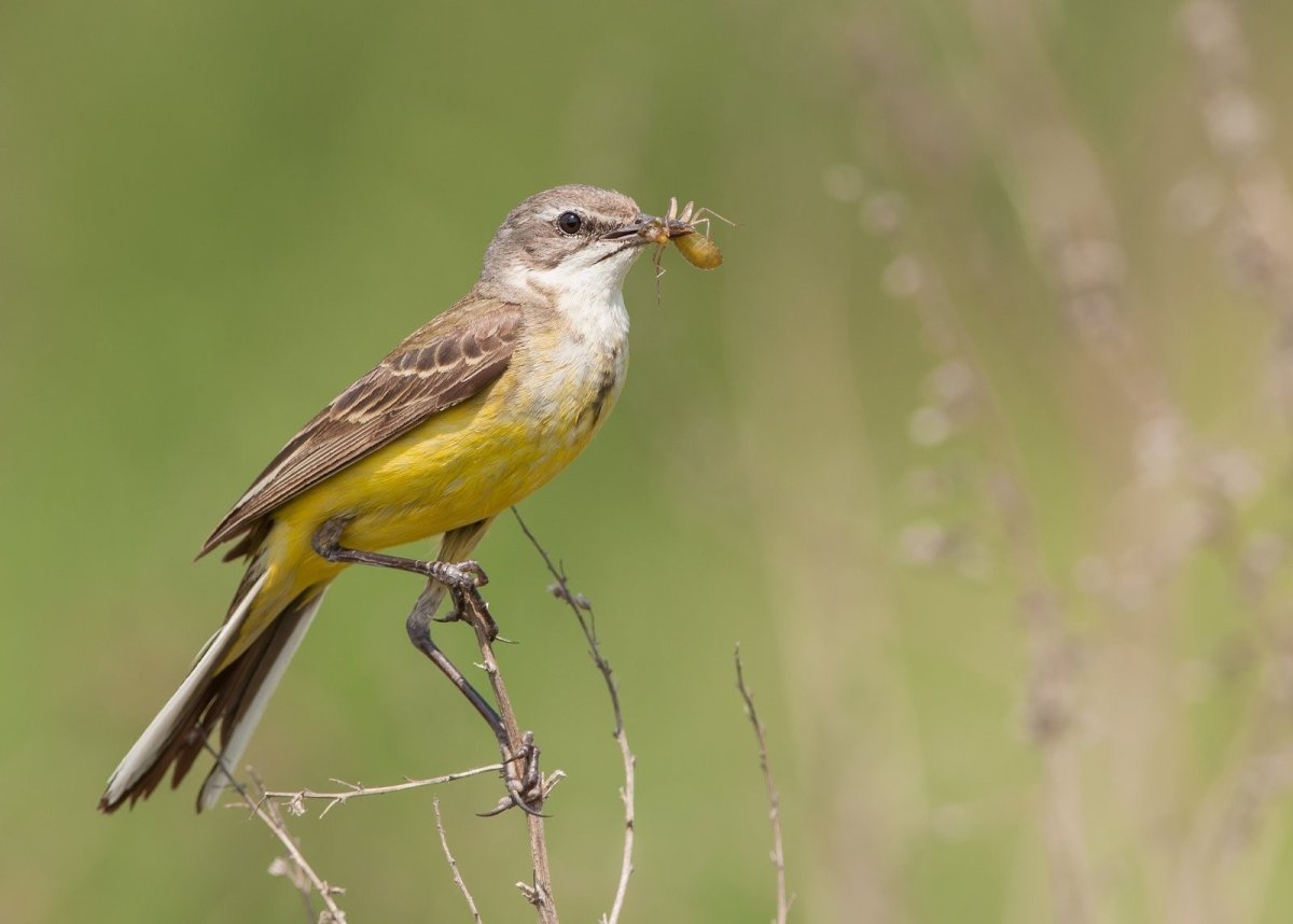 Серая птичка с желтым брюшком