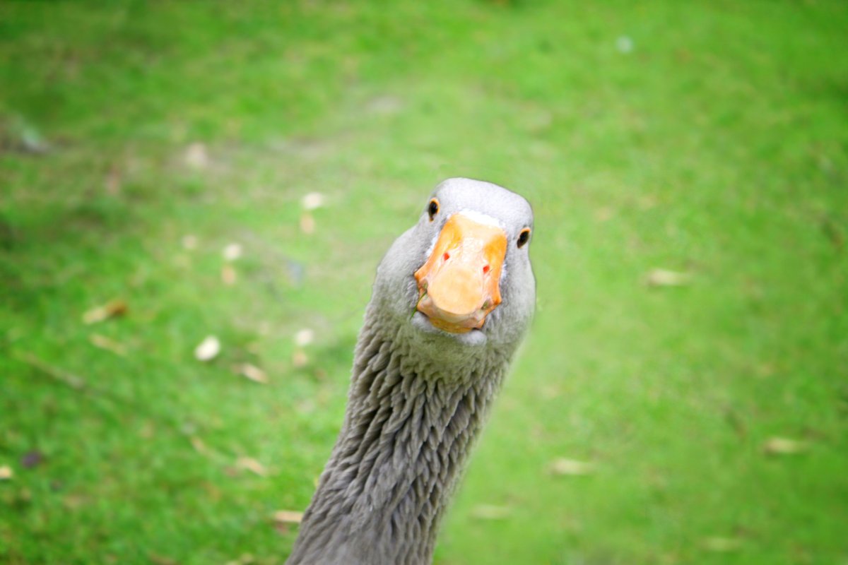 Любопытный Гусь