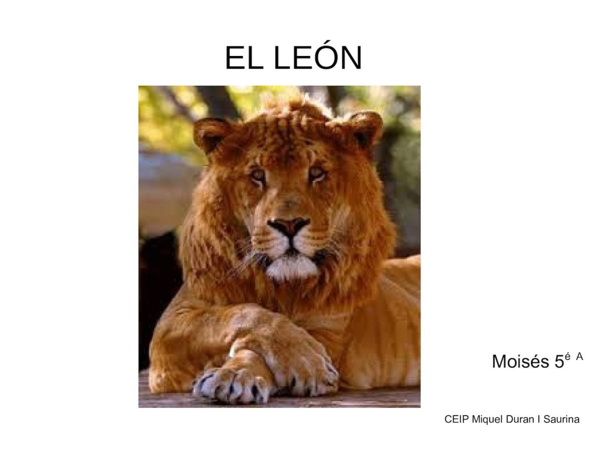 Тигролев Геркулес