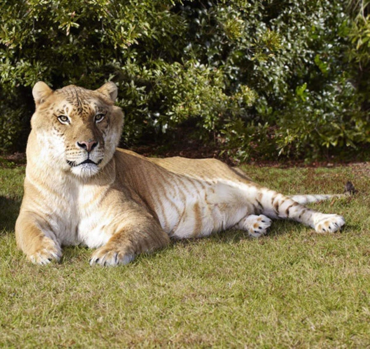 ТИГОН гибрид