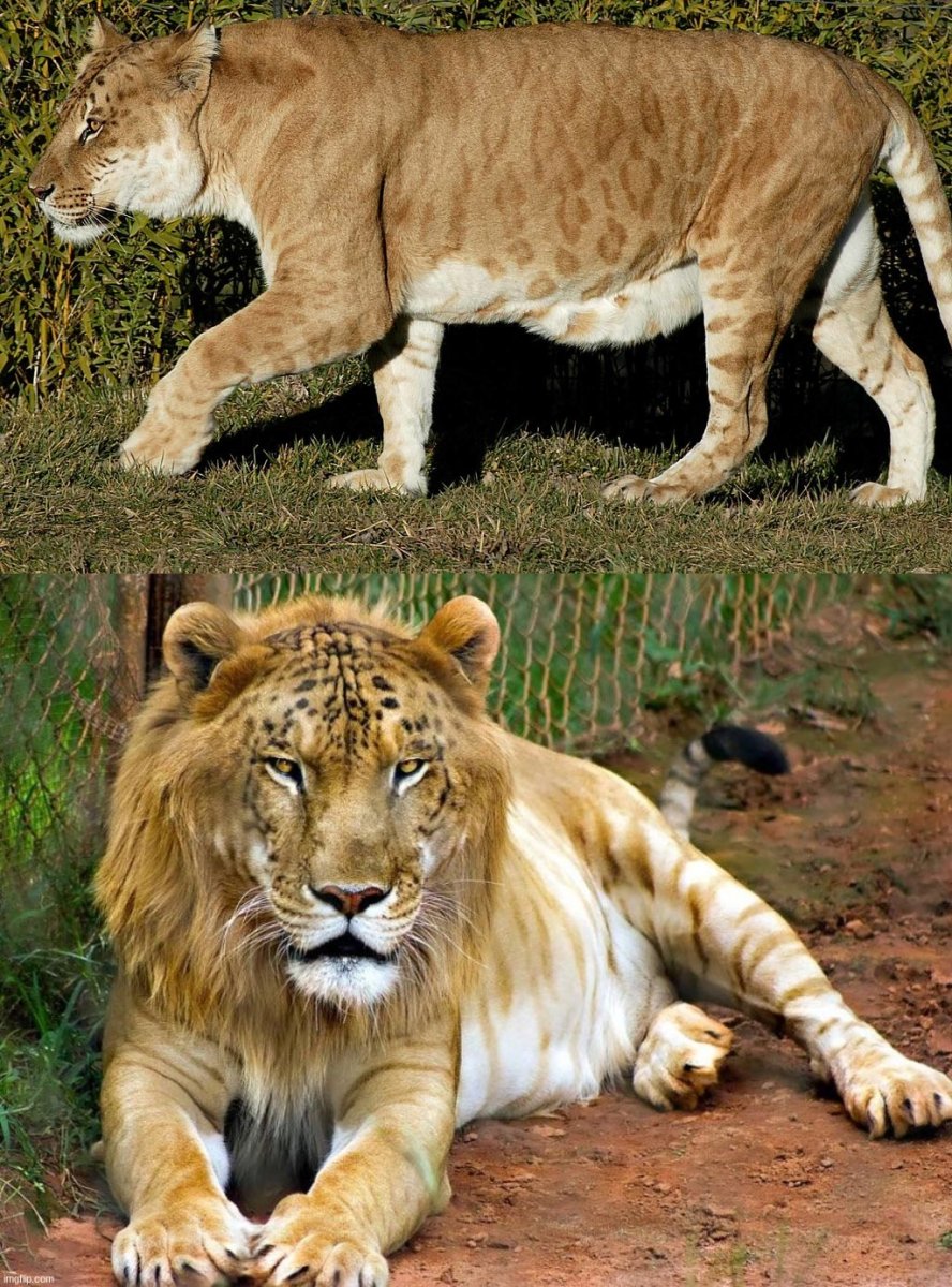 Лигр и тигролев