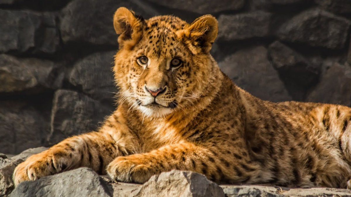 ЯГЛИОН гибрид