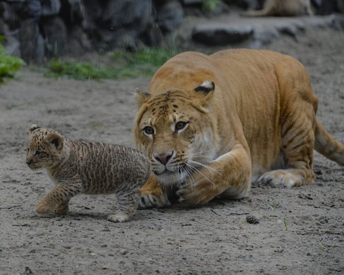 Лигр Новосибирский зоопарк