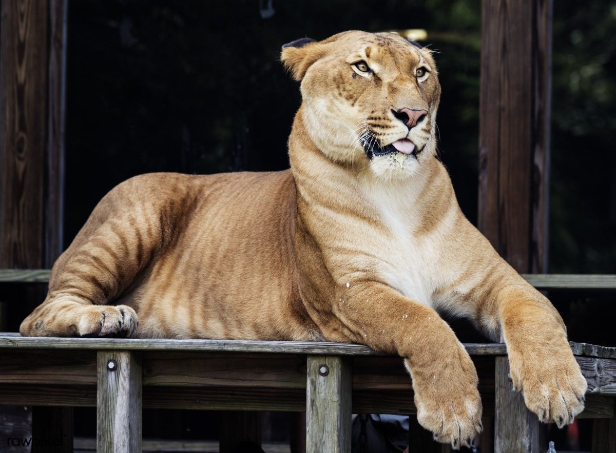 Геркулес Лигр тигролев Лигр