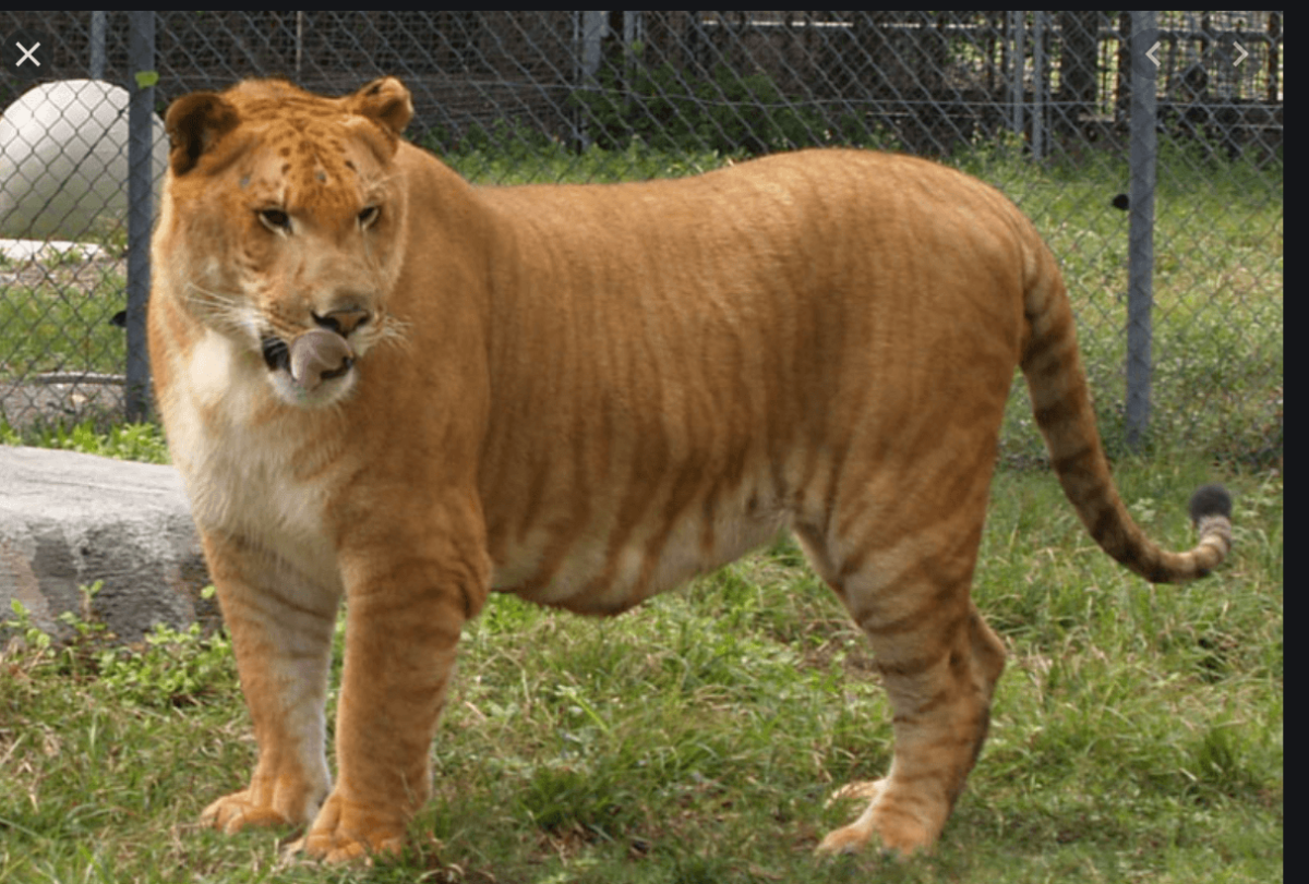 Тигролев Геркулес