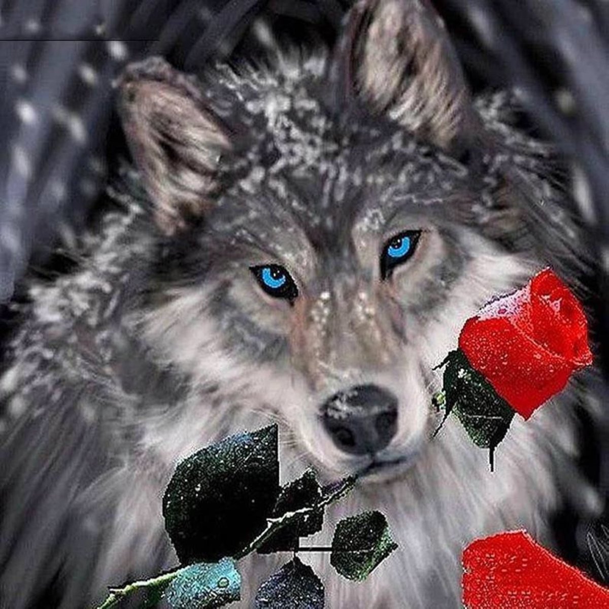 Волк с розой в зубах