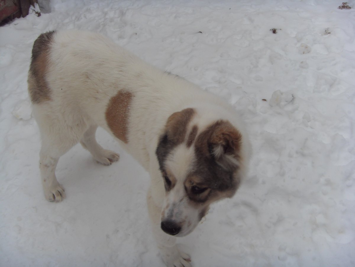 Алабай дворняжка