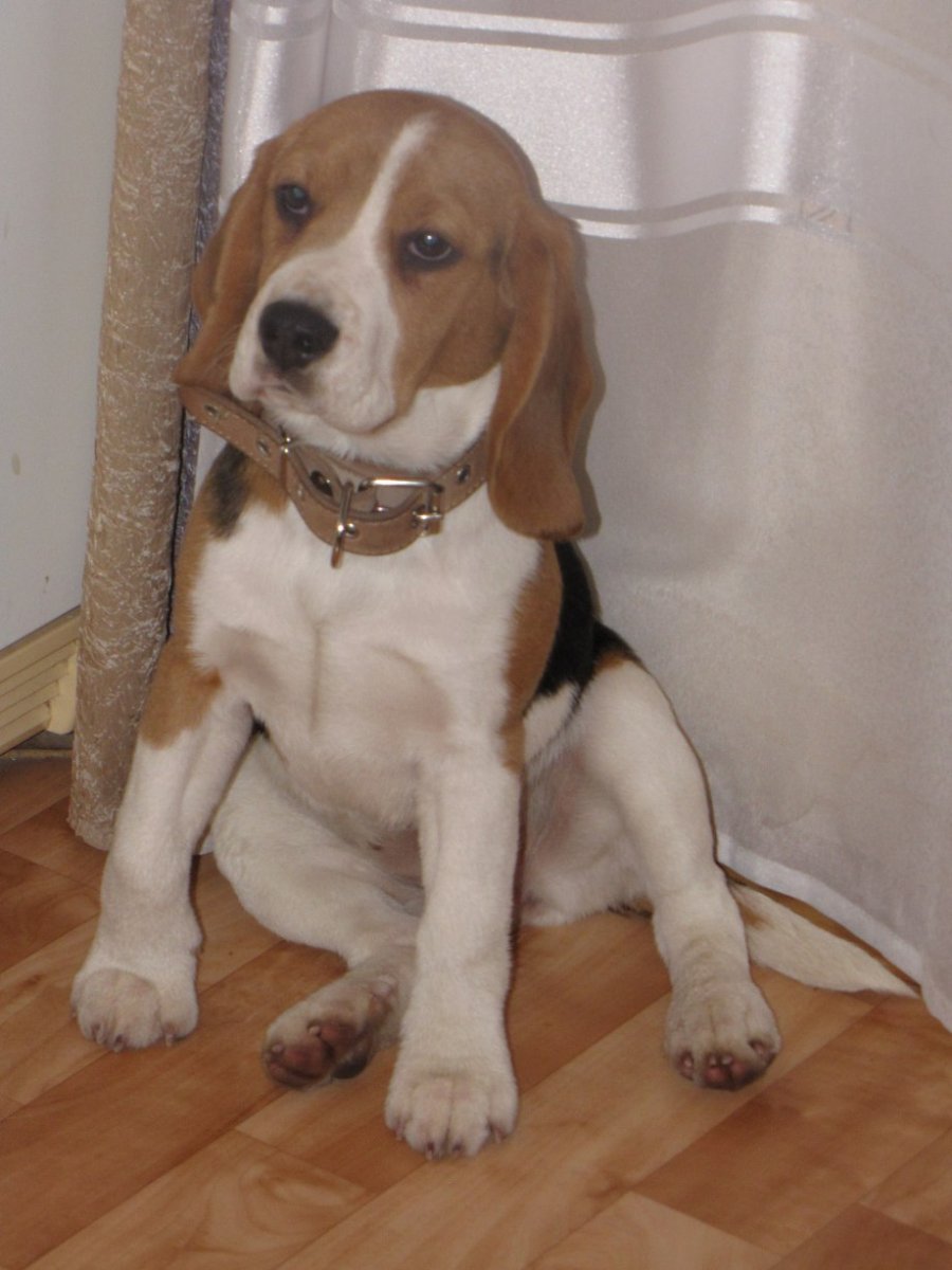 Бигль коричневый