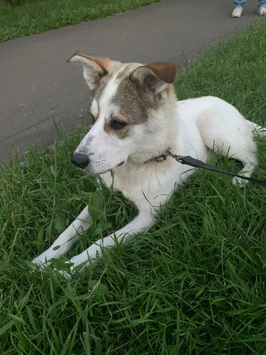 Собака белая с коричневыми пятнами