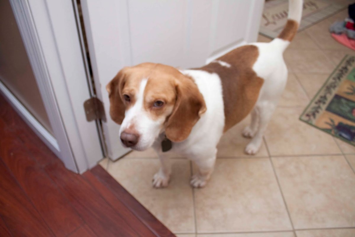 Бигль собака рыже белый