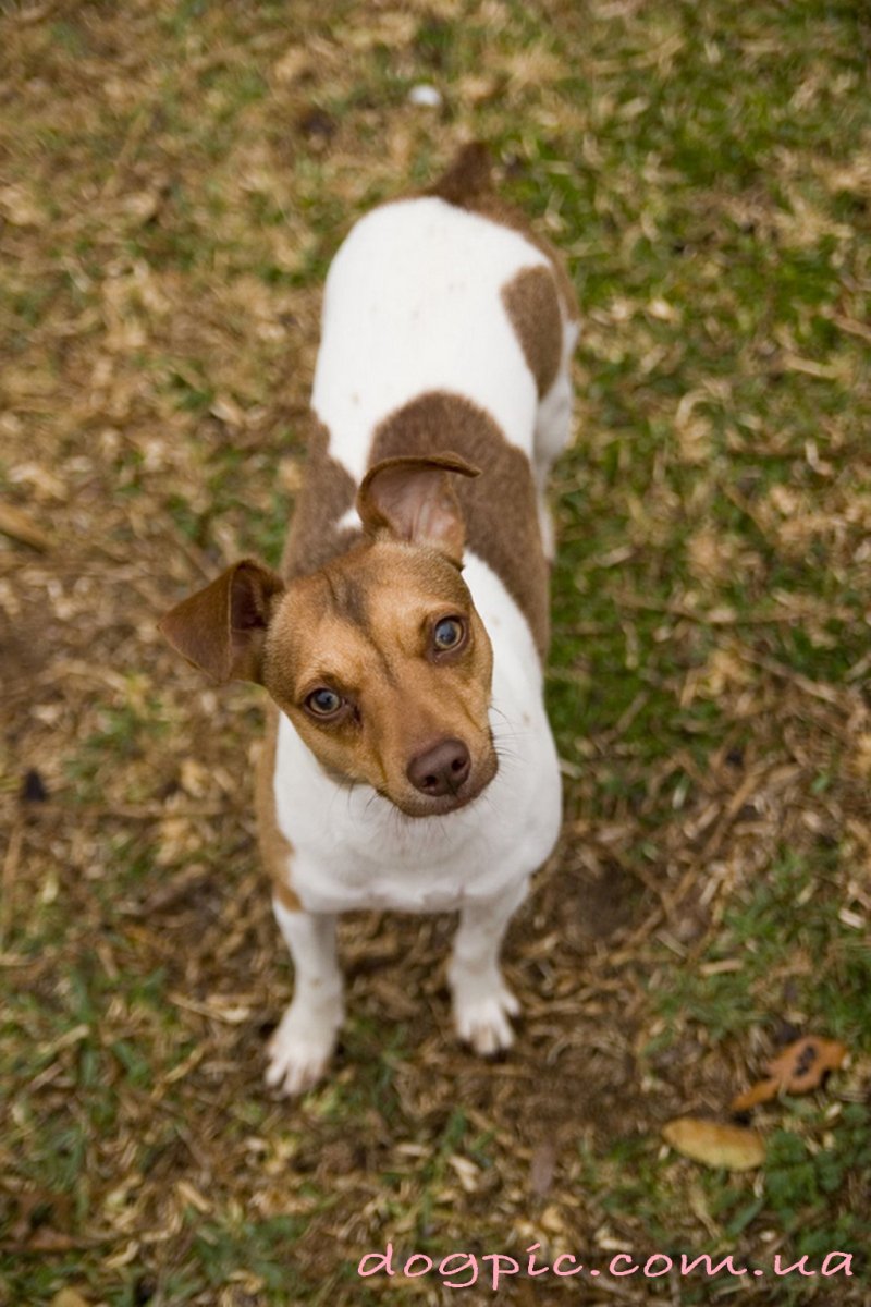 Собачек белые пятнышки коричневые