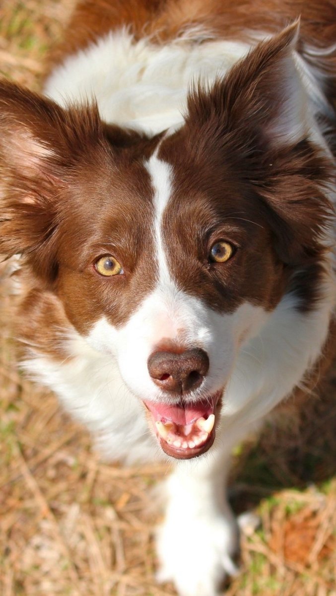 Собака бордер колли рыжая