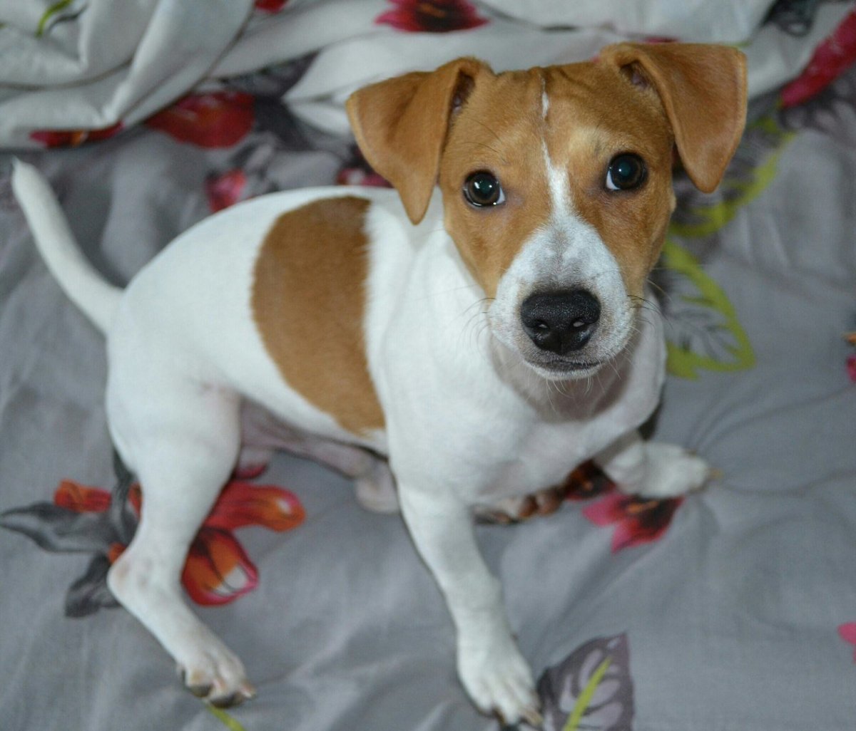Джек-Рассел-терьер щенок