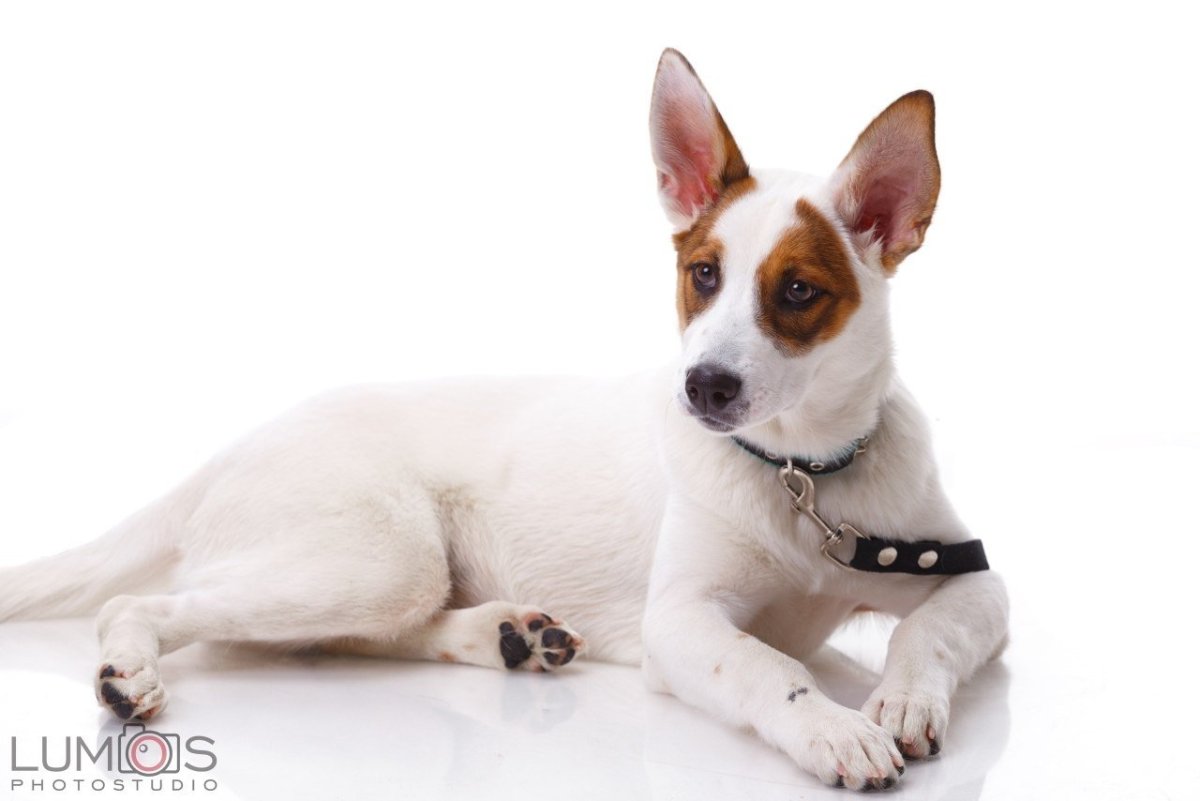 Собака белая с рыжими пятнами маленькая