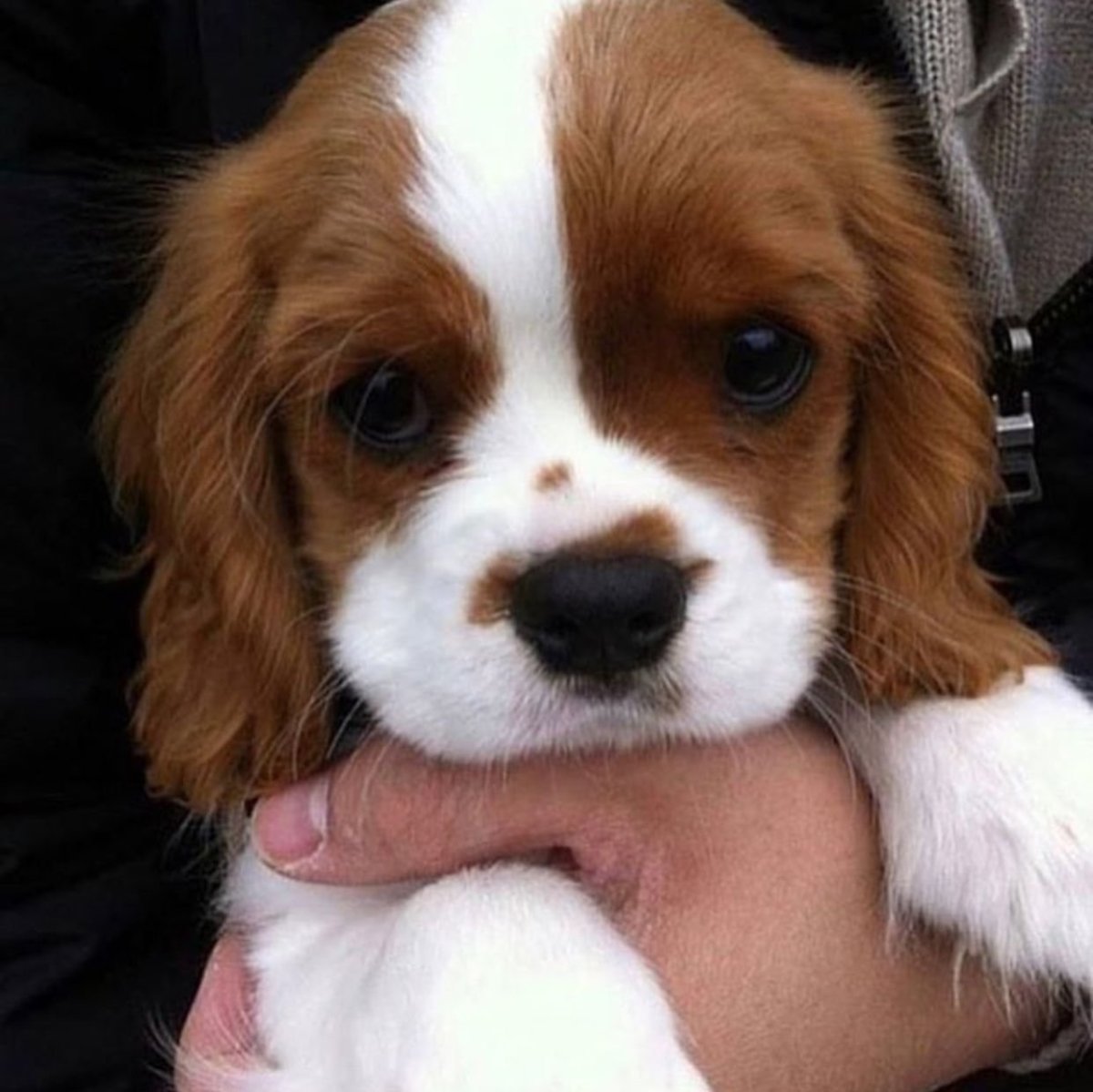 Бигль Чарльз спаниель