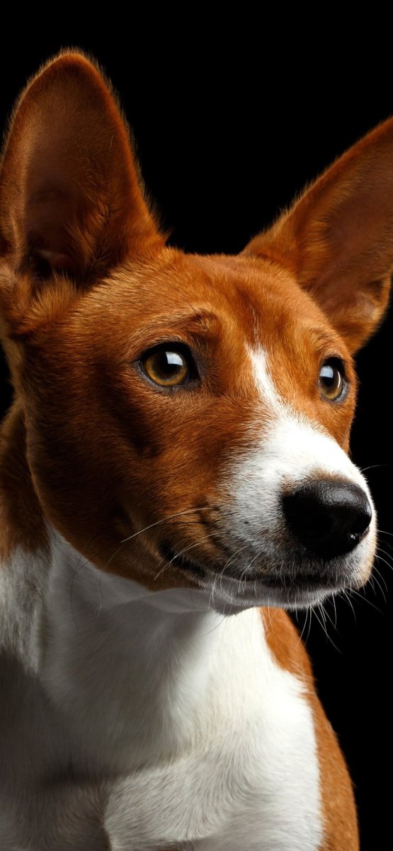 Басенджи тигровый