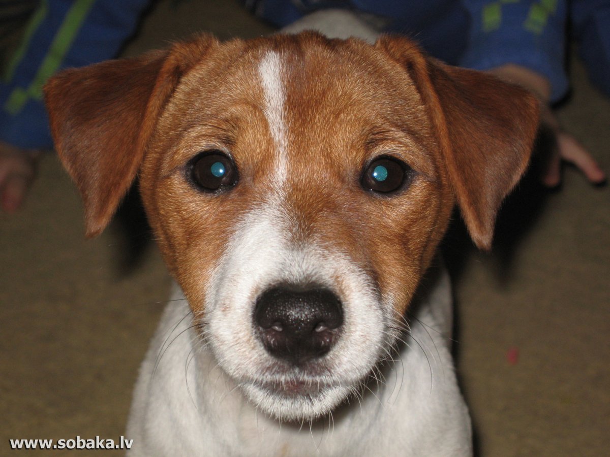 Рассел терьер рыжий