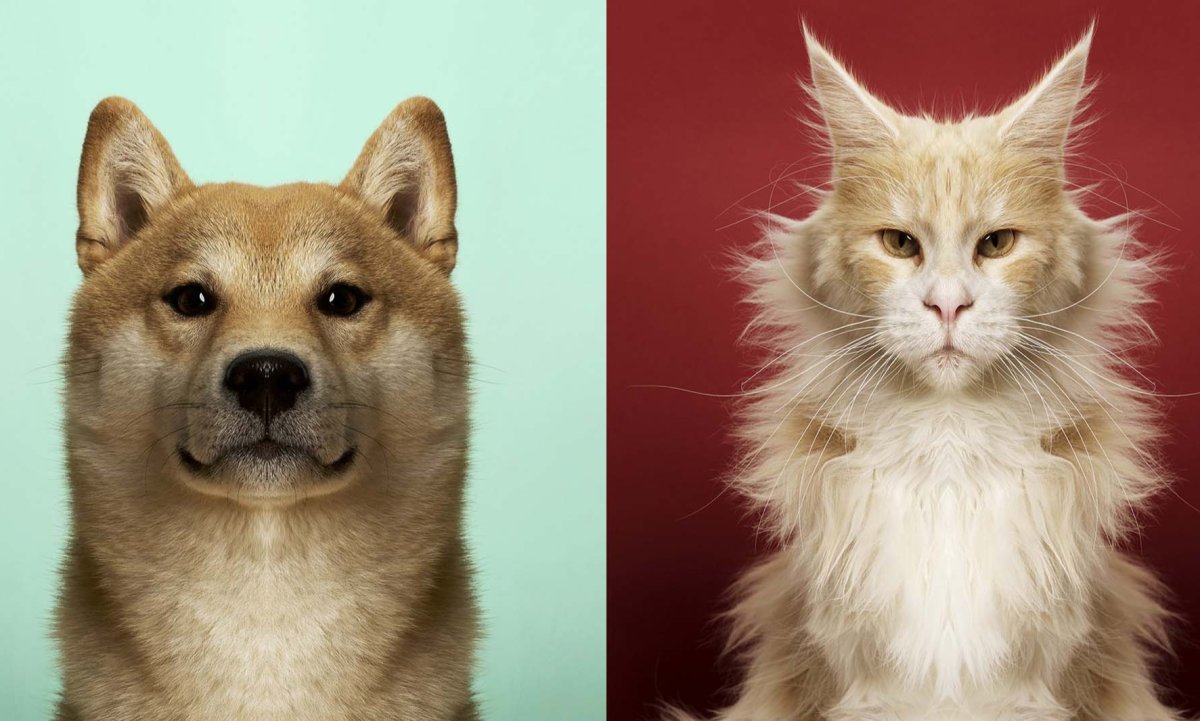 Осевая симметрия у животных