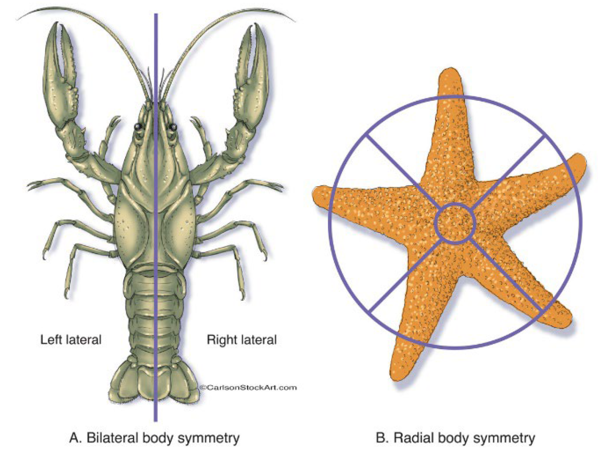 Билатеральная и радиальная симметрия