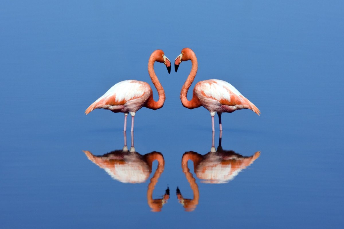 Симметрия в животном мире