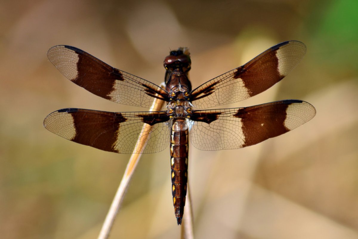 Зеркальная симметрия в живой природе