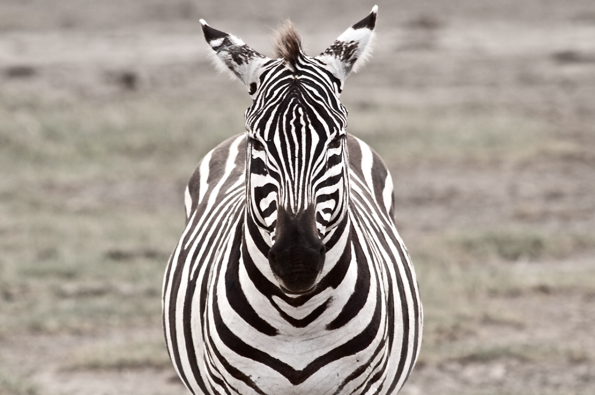 Голова зебры
