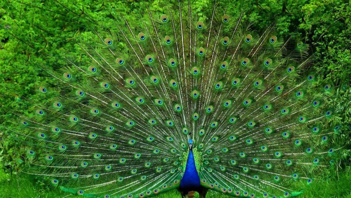 Павлин Королевский зеленый