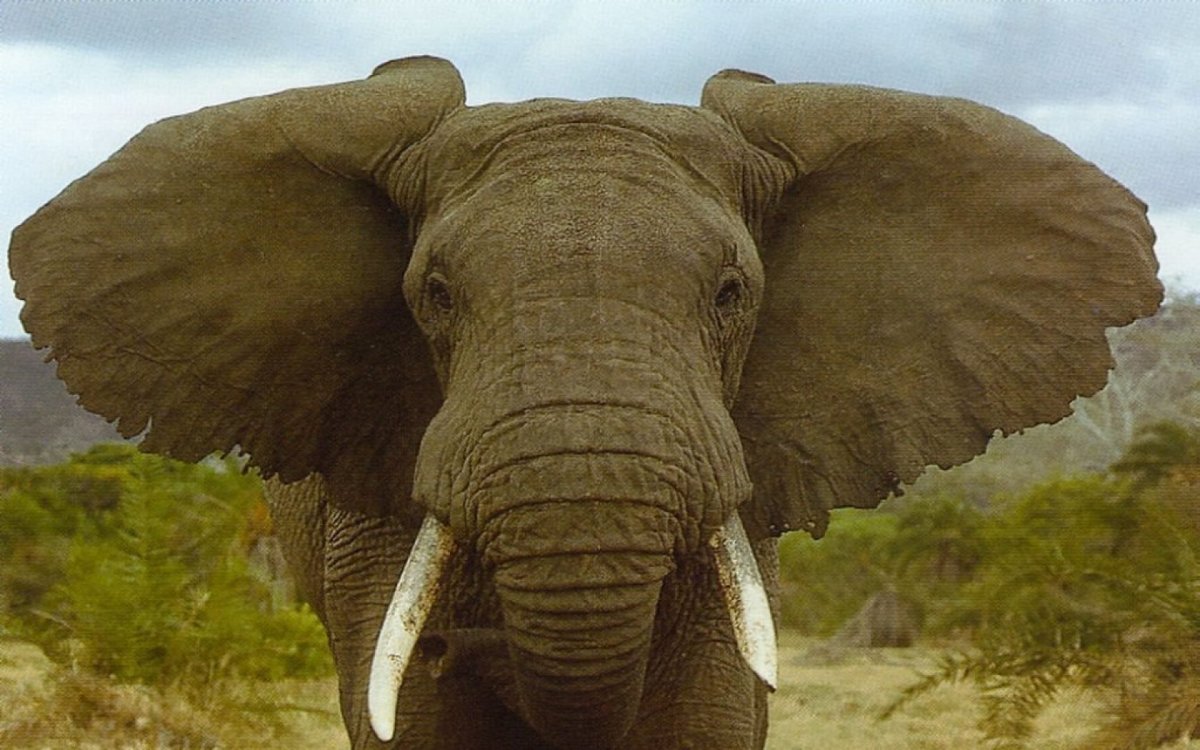 Симметричные животные