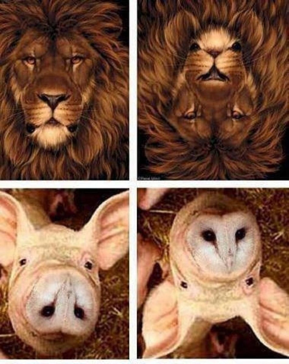 Обман зрения животные