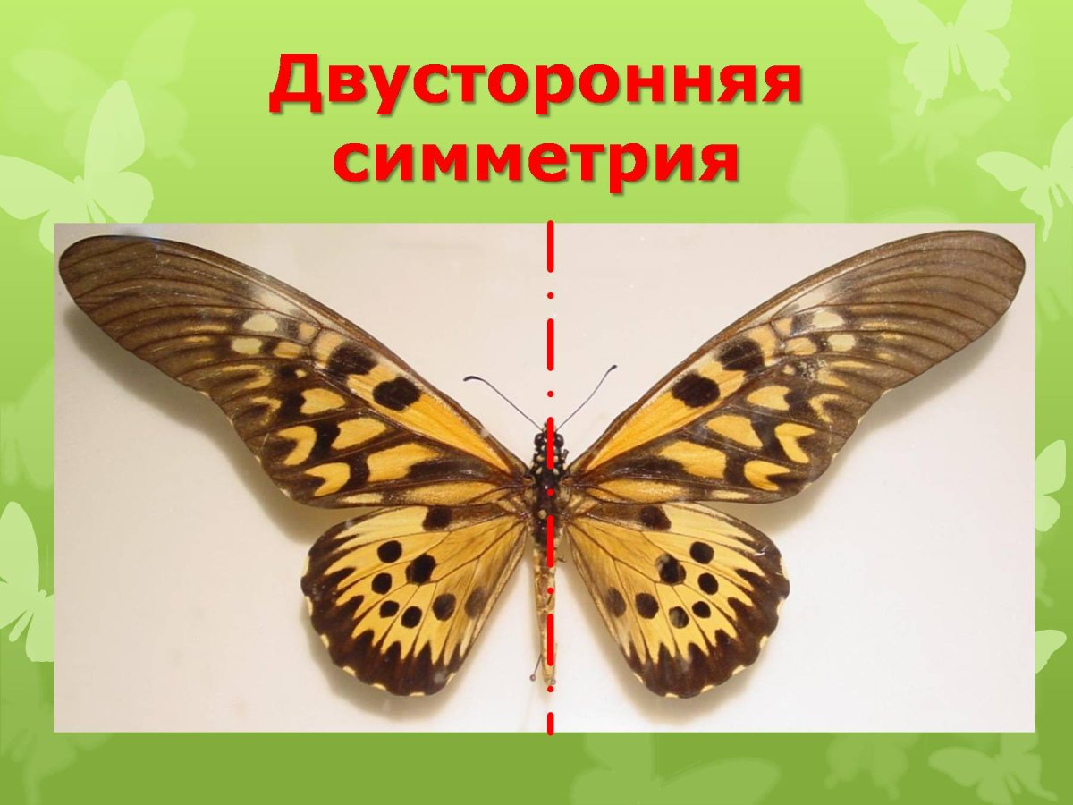 Животные с двусторонней симметрией