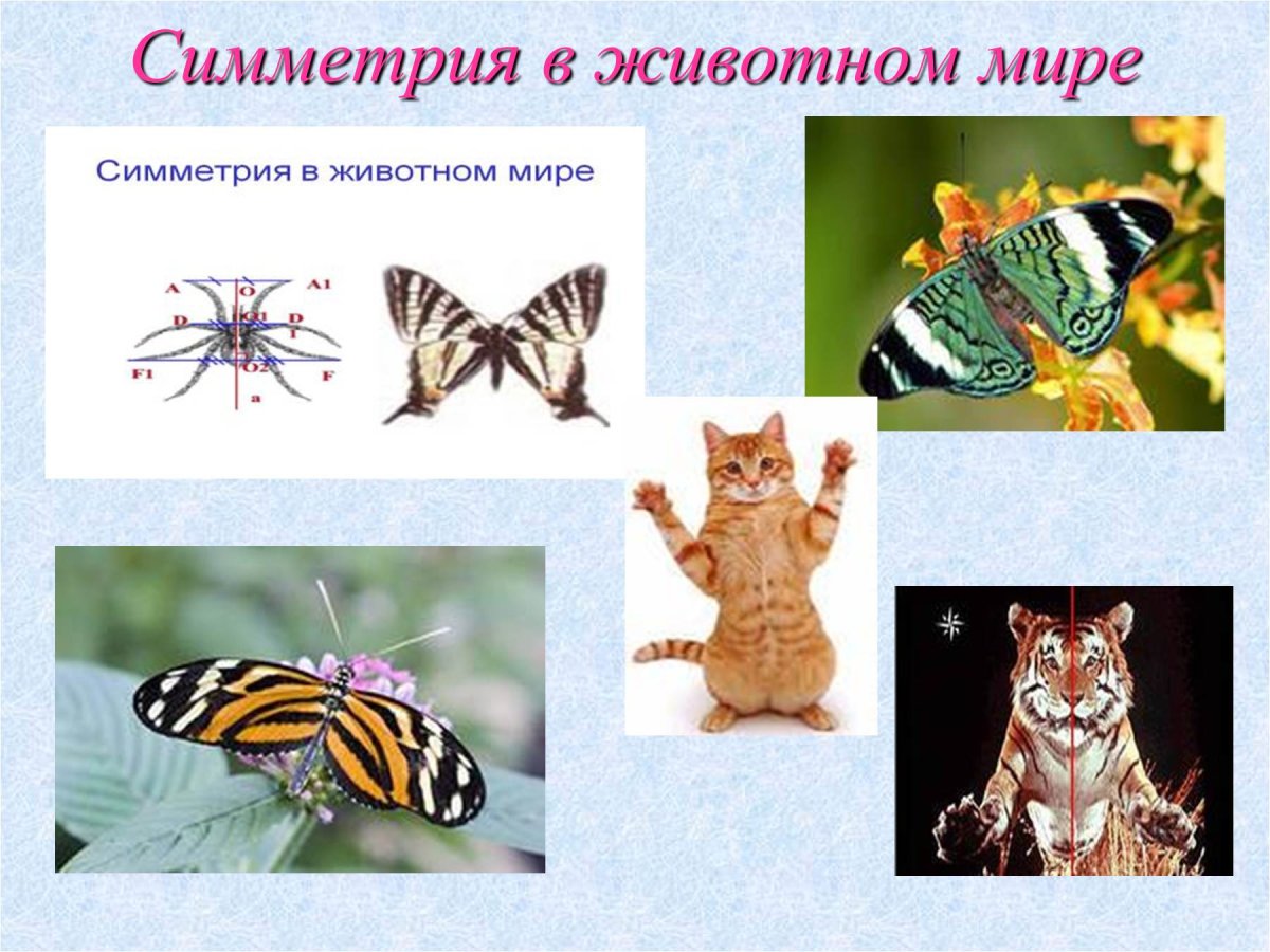 Симметрия в мире животных