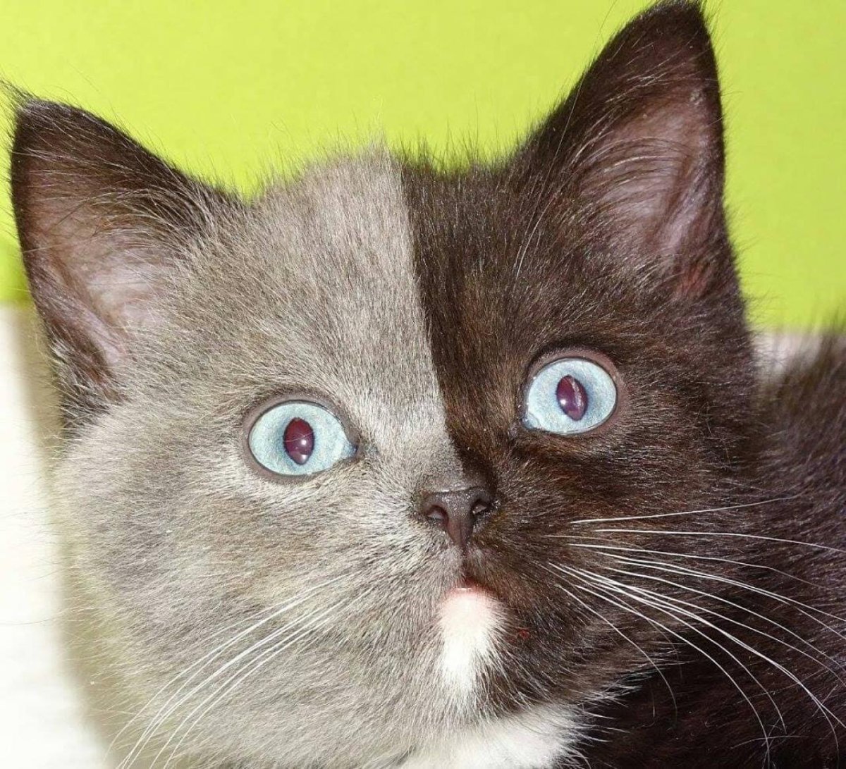 Кошка с симметричным окрасом