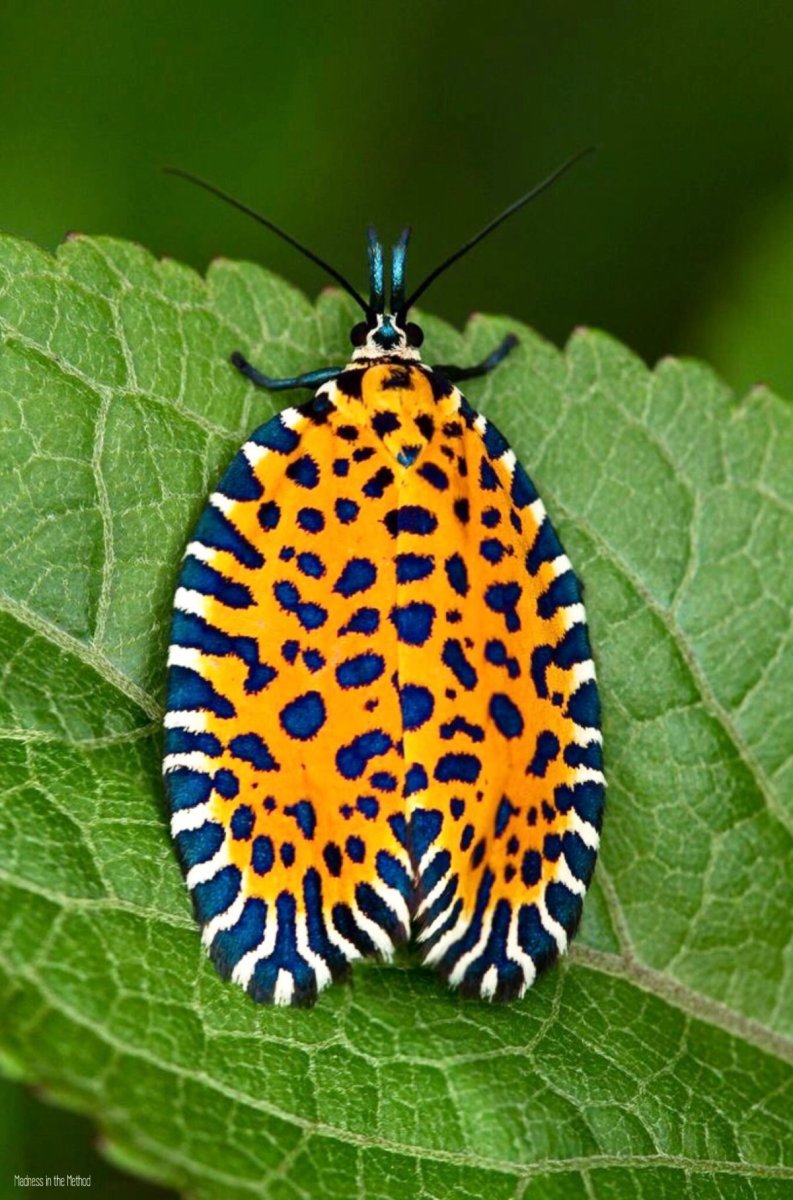 Красивые необычные насекомые