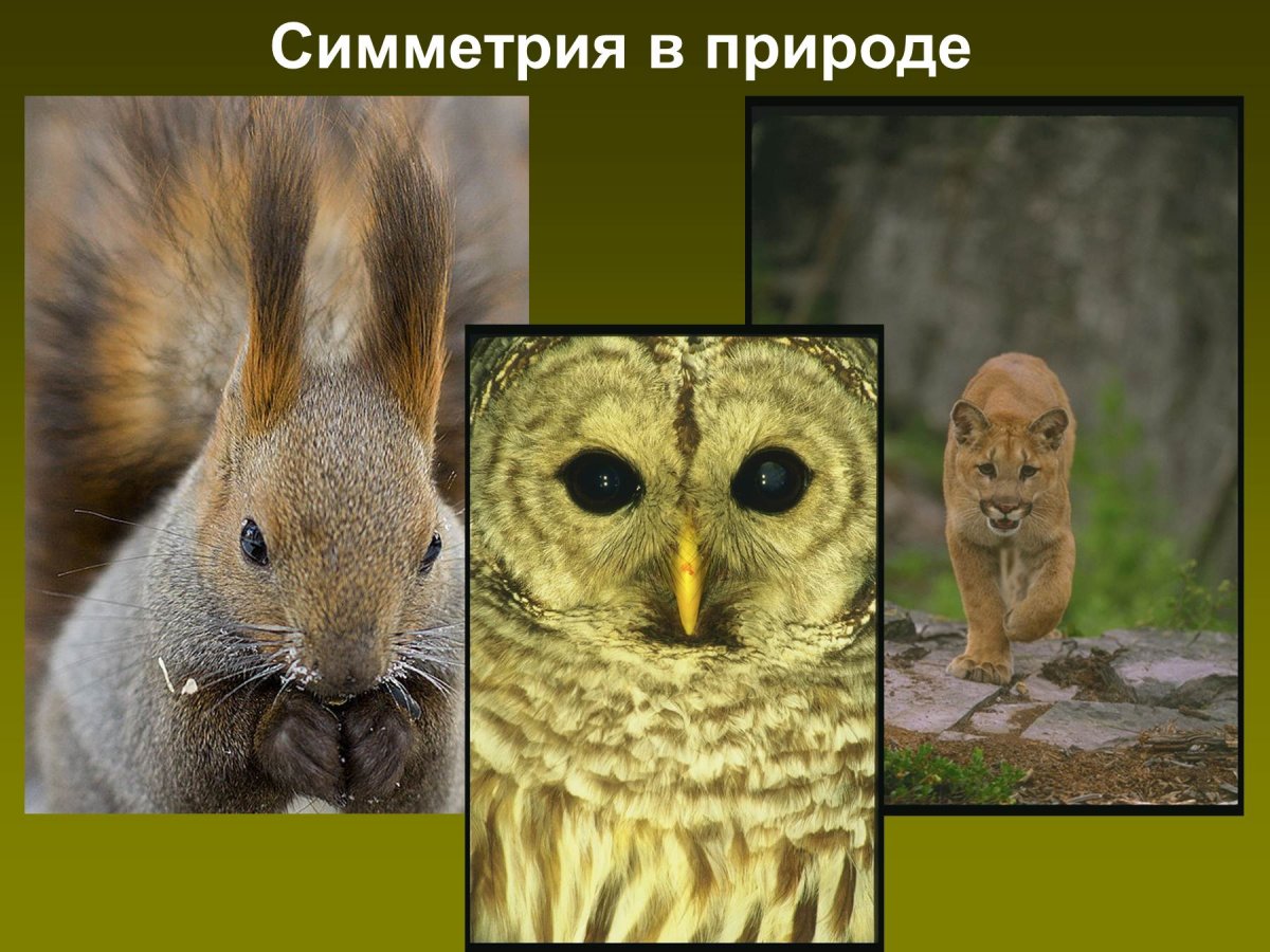Симметрия в природе животные