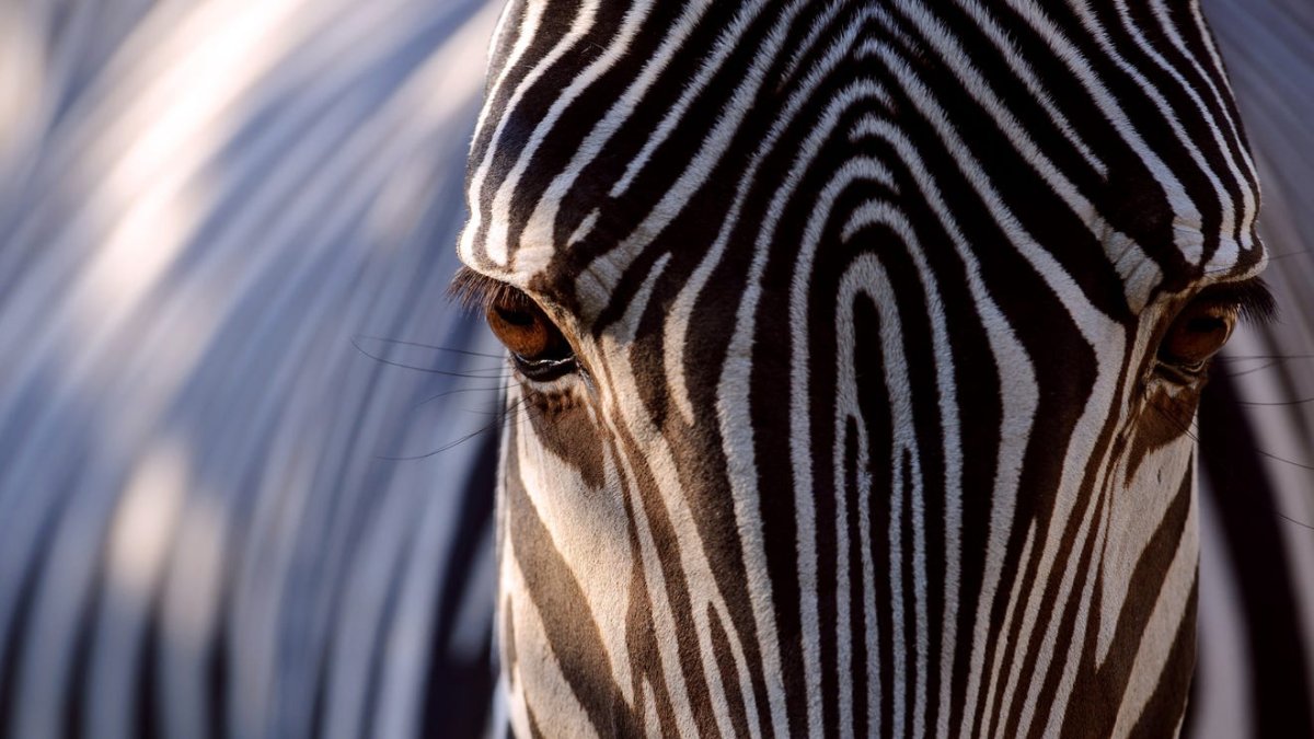 Глаз зебры