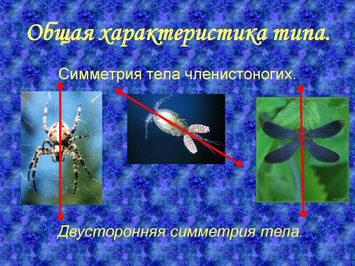 Симметрия членистоногих